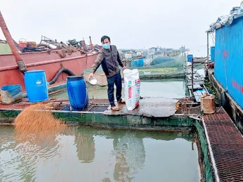 Hải Dương: Nông dân chóng mặt vì giá thức ăn chăn nuôi liên tục tăng