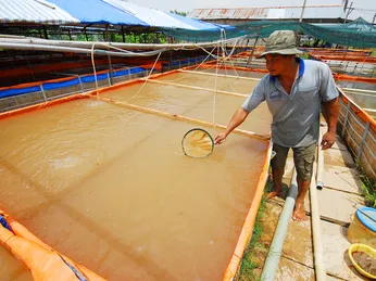 Mỗi năm An Giang 'ra lò' 12 tỷ cá tra bột