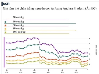 Giá tôm nguyên liệu tại một số nước cung cấp (tuần 9-13/2023)