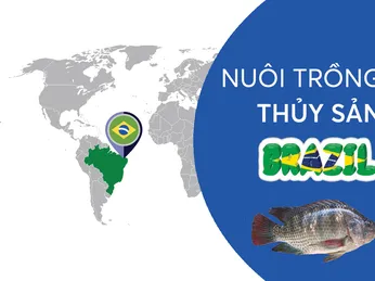 Ở Brazil, người ta nuôi thủy sản thế nào?