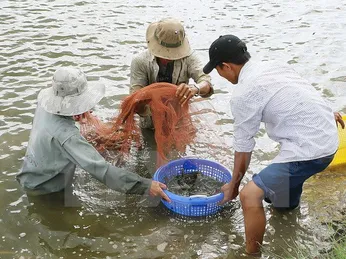 Nông dân phấn khởi với giá thủy sản tăng cao