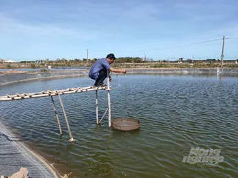 Sóc Trăng: Diện tích thả nuôi tôm nước lợ đạt 53.000 ha