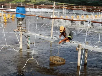 Kiên Giang: Nuôi tôm nước lợ theo hướng sản xuất an toàn, hiệu quả