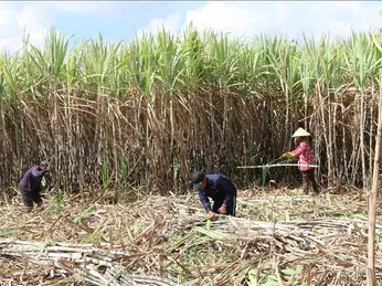 Trà Vinh hỗ trợ nông dân trồng mía chuyển đổi sản xuất