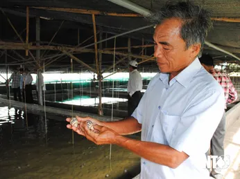 Ninh Thuận: Nuôi ốc hương trong bể xi măng, thò tay xuống là bắt được cá đống, cứ bán mỗi kg lãi 100.000 đồng