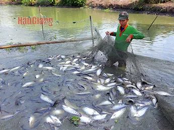 Hậu Giang: Giá cá thát lát tăng mạnh do nguồn cung khan hiếm