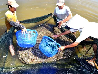 Cảnh báo nguy cơ nuôi tôm lệ thuộc... kháng sinh