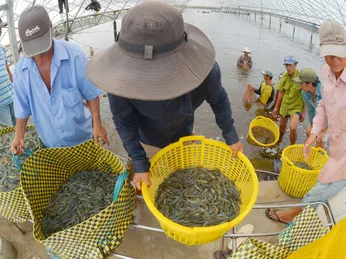 Giá tôm sắp hồi phục mạnh