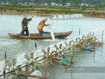 Bình Định: Nông dân trắng tay bởi tôm chết hàng loạt do sốc nhiệt, quả là đáng ngại!