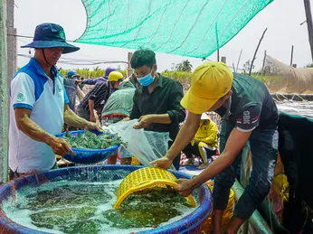 Giá tôm tăng, doanh nghiệp lo thiếu hàng