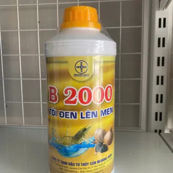 B 2000 – Tỏi đen lên men: Giải pháp vi sinh đường ruột, tăng đề kháng và bảo vệ gan ruột cho tôm cá