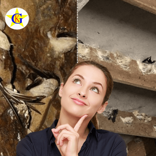 Nên mua yến đảo hay yến nhà Nên mua yến đảo hay yến nhà