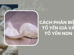 Cách phân biệt tổ yến già và tổ yến non