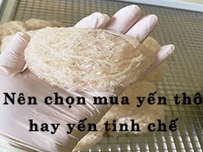 Nên chọn mua yến thô hay yến tinh chế