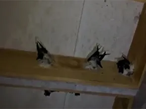 Video tham quan nhà mới của Yến Sào Gia Khương