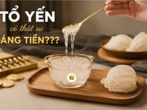 Tổ yến có thật sự đáng tiền???