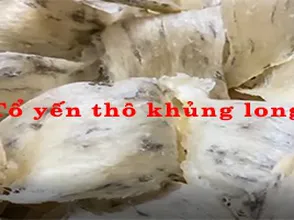 Tổ yến thô khủng long