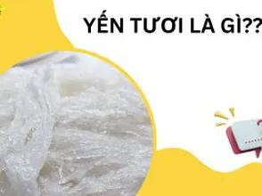 Yến tươi là gì???