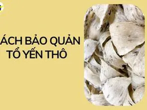 Cách bảo quản tổ yến thô