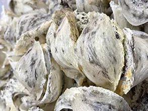 Tháng năm này Yến Sào Gia Khương có gì mới