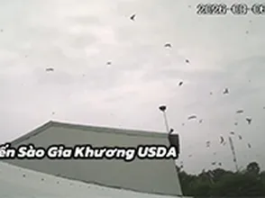 Vì sao chim yến về nhà lúc 17h30