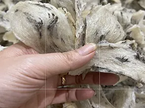 20kg yến thô để khách hàng lựa chọn