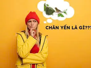 Chân yến là gì???