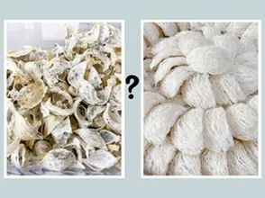 Yến tinh chế tốt hơn yến thô???