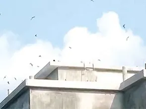 Nuôi Yến Có Cần Cho Ăn Không???