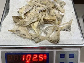 Vì sao lại có chân yến to