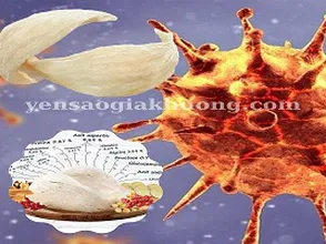 Công dụng yến sào mùa Covid