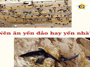 Nên ăn yến đảo hay yến nhà