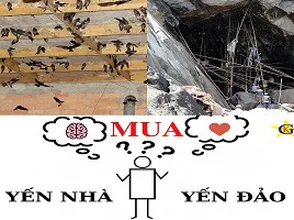 Người tiêu dùng thông thái lựa chọn yến nhà hay yến đảo