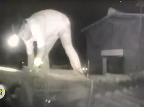 Lần đầu tiên chồn đèn xuất hiện tại nhà yến Gia Khương