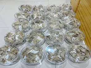 Yến thô số lượng tháng 4