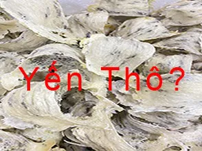 Yến thô có phải lựa chọn tuyệt vời nhất hiện nay