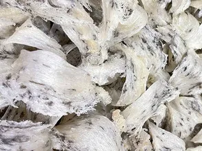 Yến mới thu hoạch xong trong tháng 92025