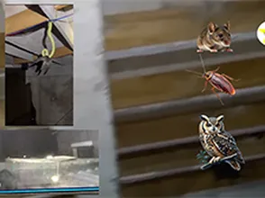 Nghê nuôi yến có dễ như bạn từng biết?