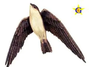 Nguồn cung của tổ yến trên thị trường đến từ các tỉnh thành nào?