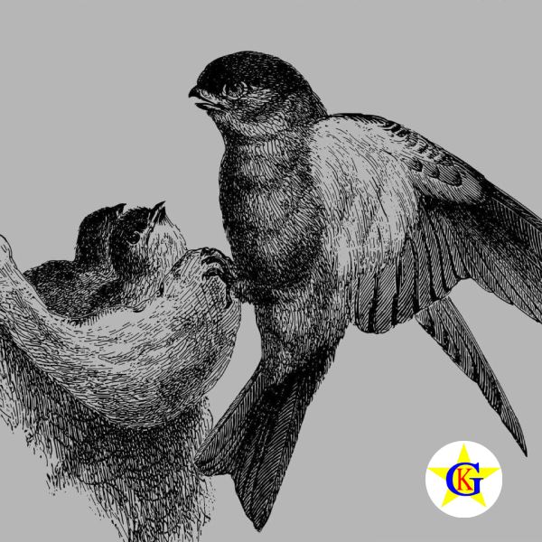 Yến sào có giúp giảm cân không? Yến sào có giúp giảm cân không?