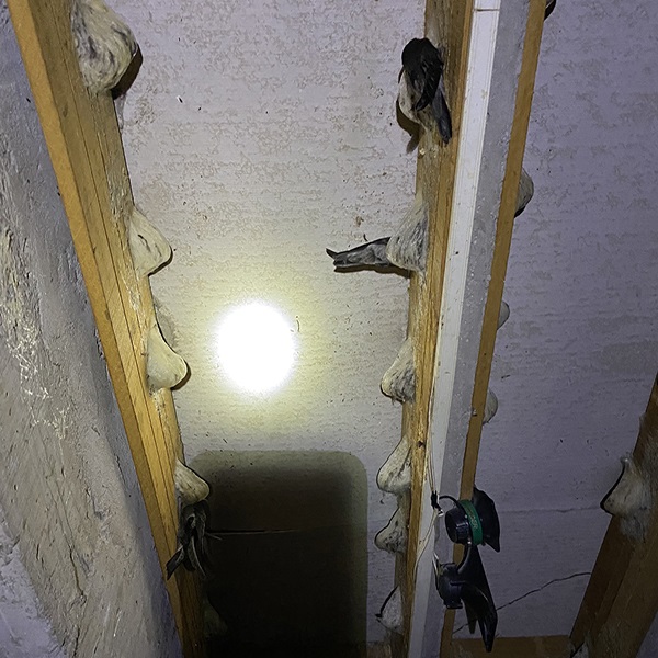 VÌ SAO YẾN SÀO LẠI CÓ GIÁ ĐẮT ĐỎ??? VÌ SAO YẾN SÀO LẠI CÓ GIÁ ĐẮT ĐỎ???