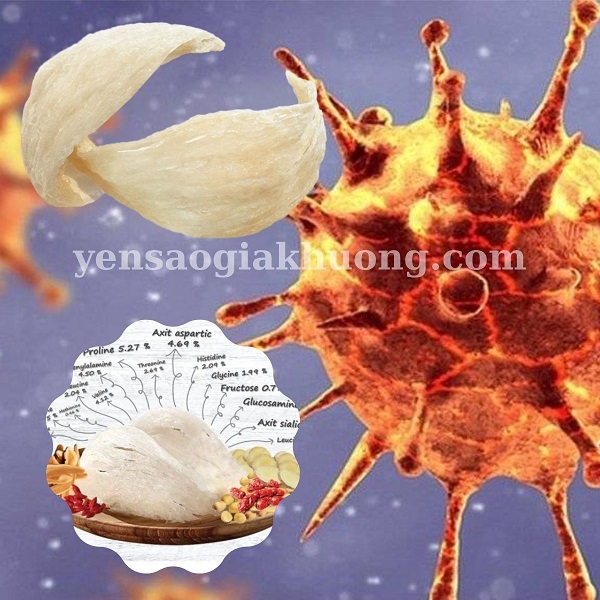 Công dụng yến sào mùa Covid Công dụng yến sào mùa Covid