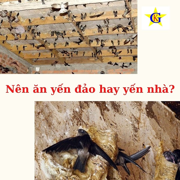 Nên ăn yến đảo hay yến nhà Nên ăn yến đảo hay yến nhà