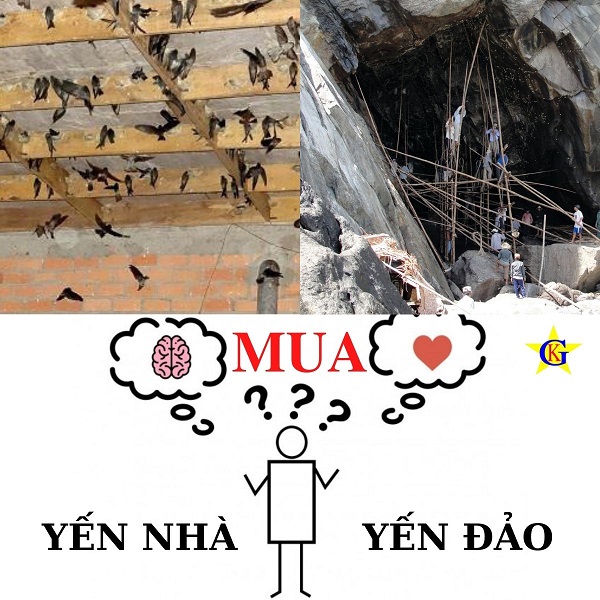 Người tiêu dùng thông thái lựa chọn yến nhà hay yến đảo Người tiêu dùng thông thái lựa chọn yến nhà hay yến đảo