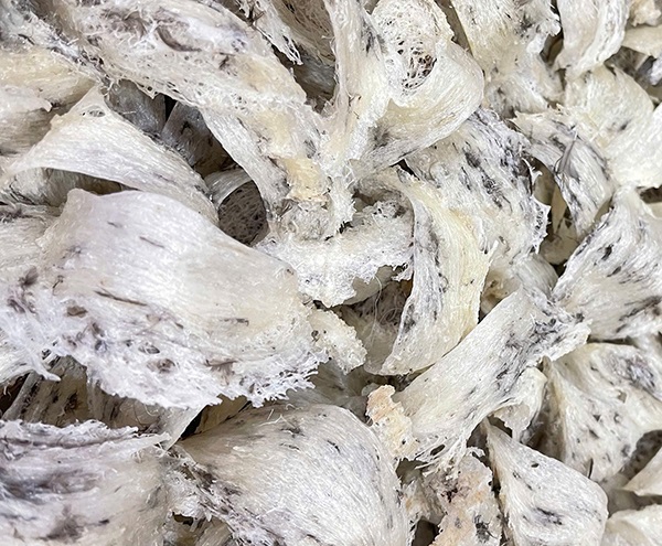 Yến mới thu hoạch xong trong tháng 92025 Yến mới thu hoạch xong trong tháng 92025