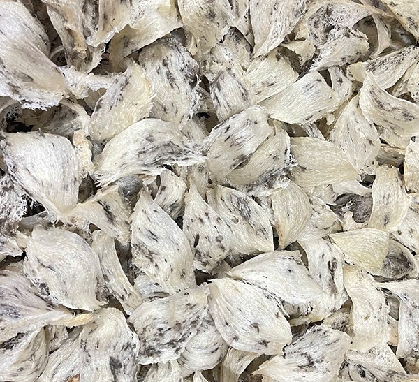 Yến mới thu hoạch xong trong tháng 92025 Yến mới thu hoạch xong trong tháng 92025