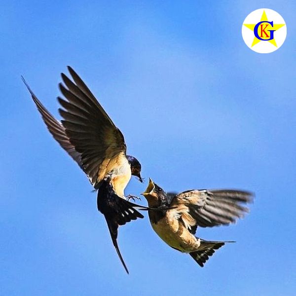 Nguồn cung của tổ yến trên thị trường đến từ các tỉnh thành nào? Nguồn cung của tổ yến trên thị trường đến từ các tỉnh thành nào?