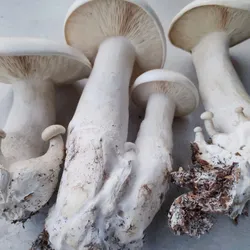 Phôi Nấm Hoàng Đế