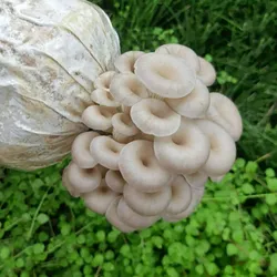 Phôi Nấm Sò Xám Thái