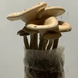 Phôi nấm chân dài